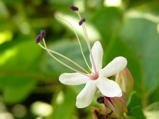 クサギの花が咲いていた