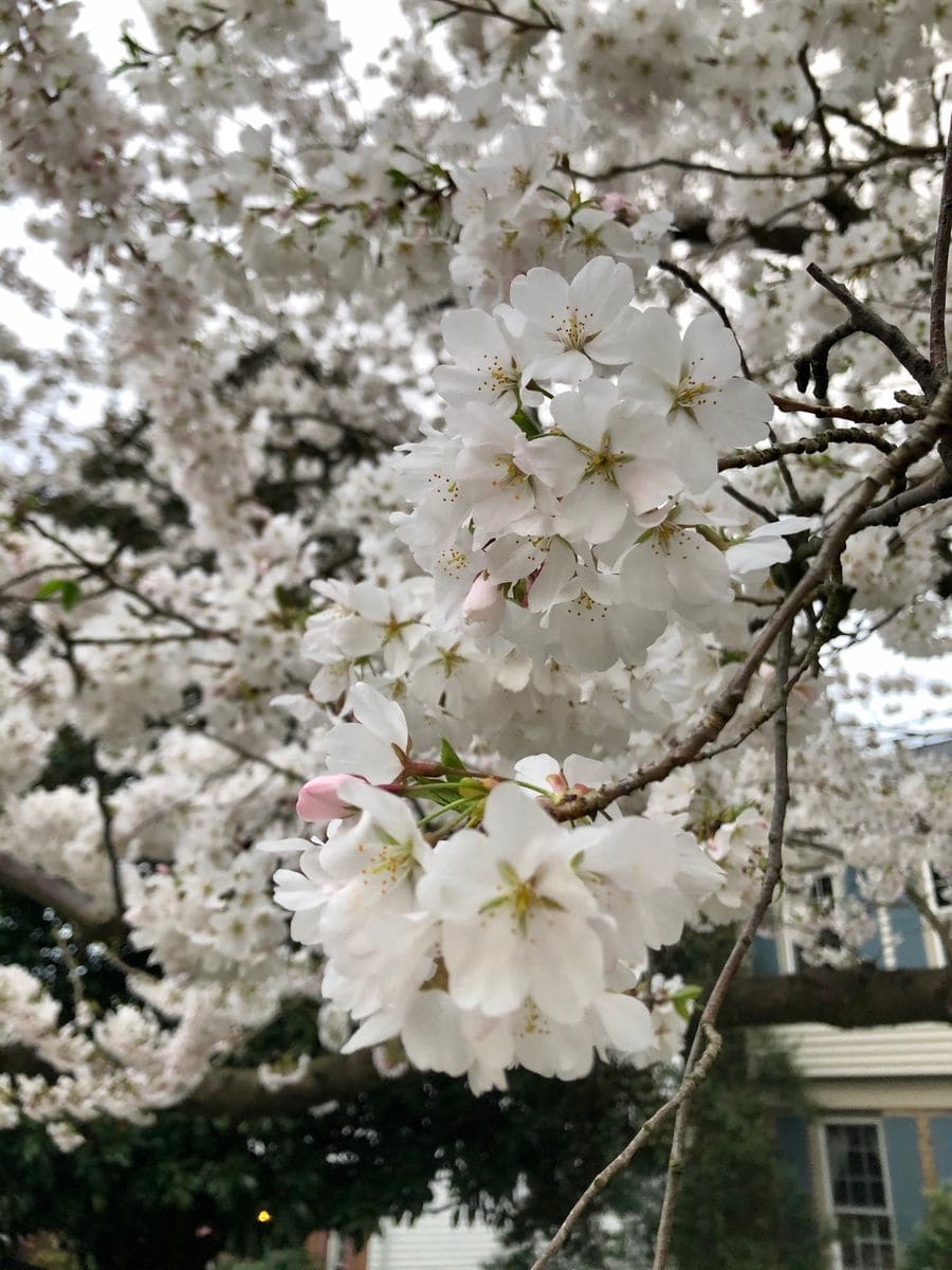 ワシントンD.C.桜満開