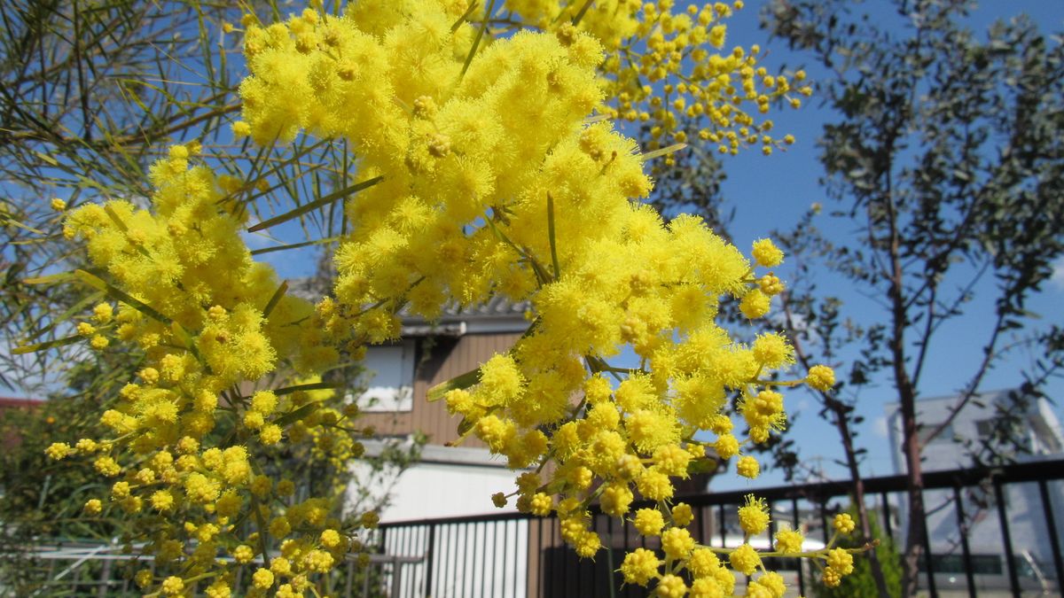 青空にユラユラアカシアの黄色い花