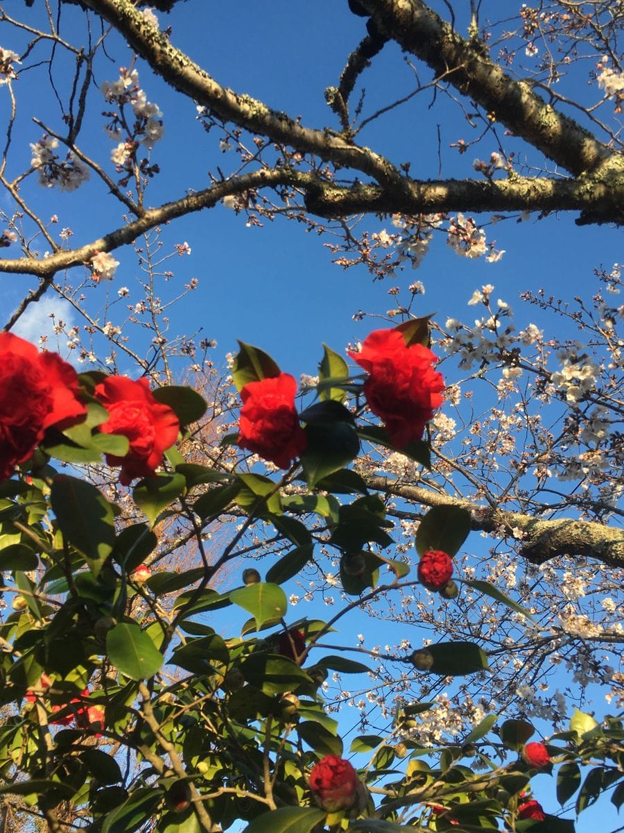 桜と八重椿