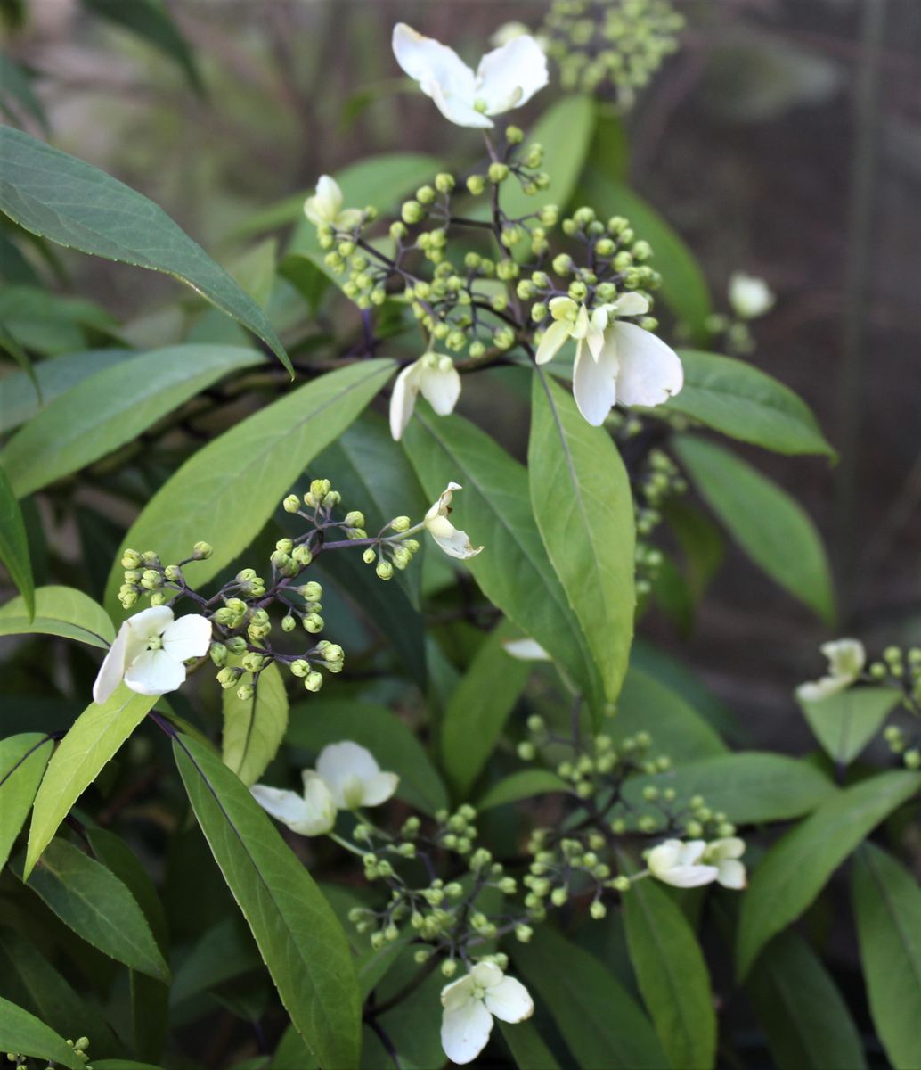 紫陽花