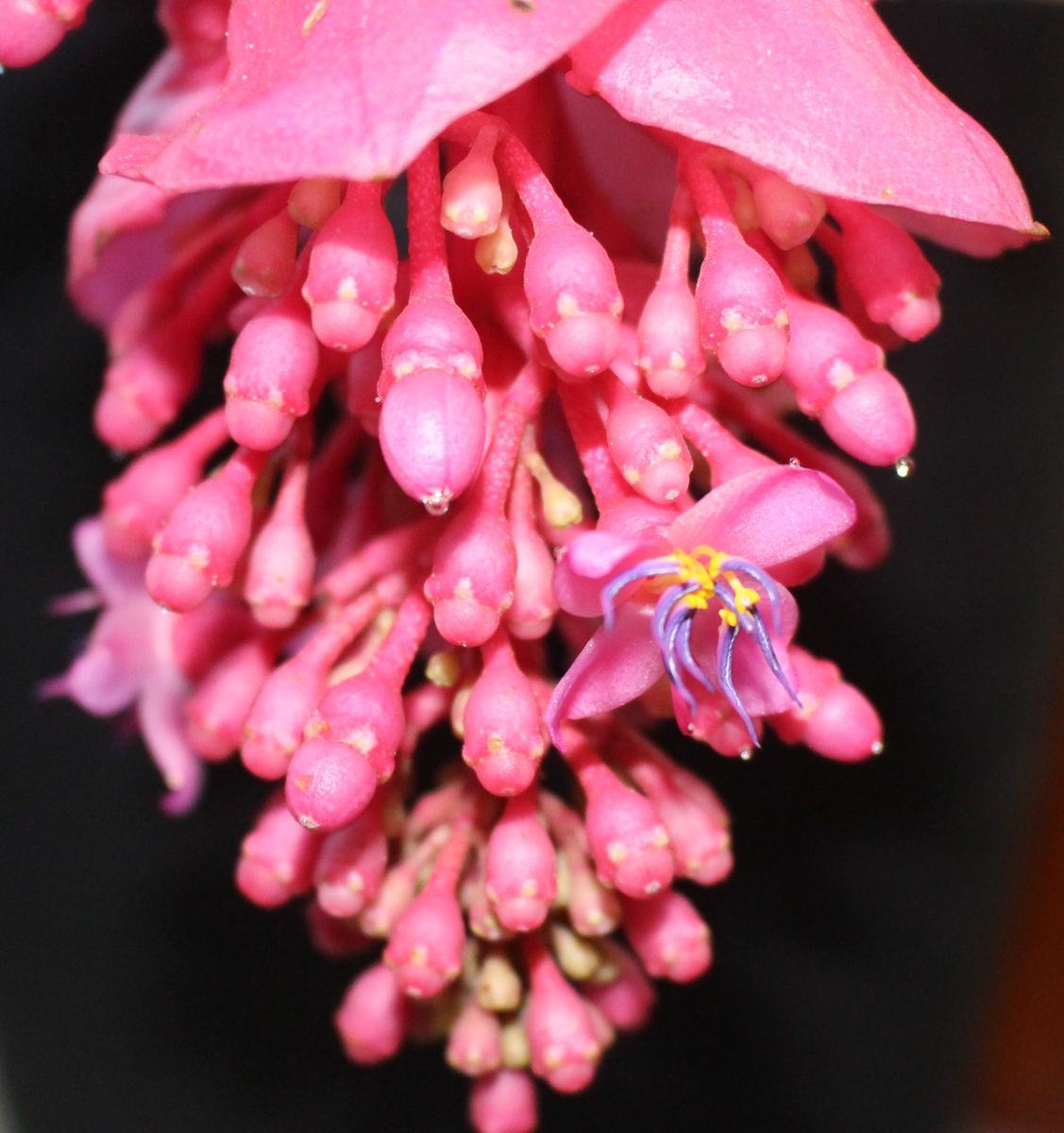 メディニラが開花した