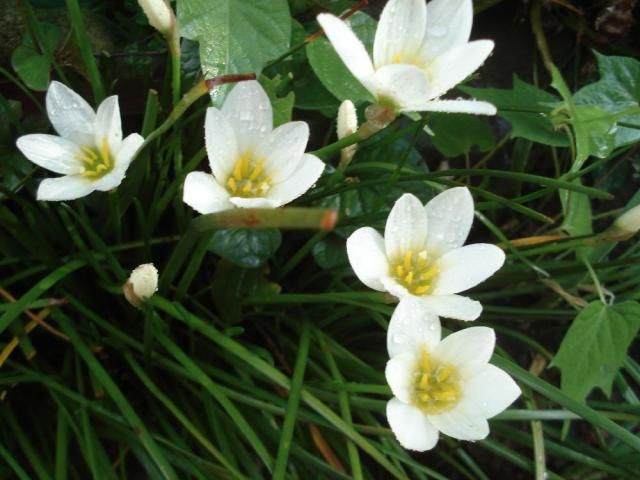 教えて、この花なあに？