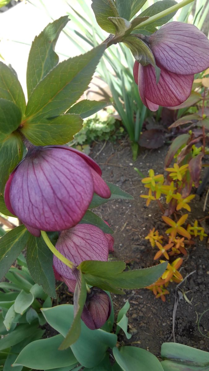 植えっぱなしのチューリップ