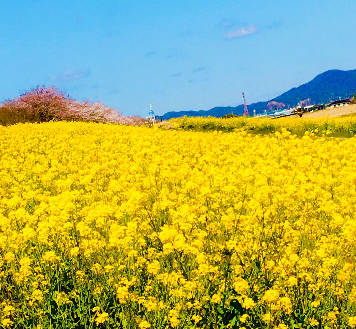 渡良瀬遊水地の菜の花畑