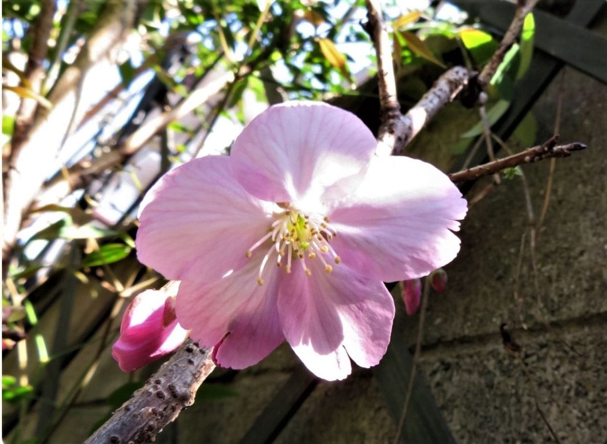 🌸陽光桜(ヨウコウザクラ)の花🌸