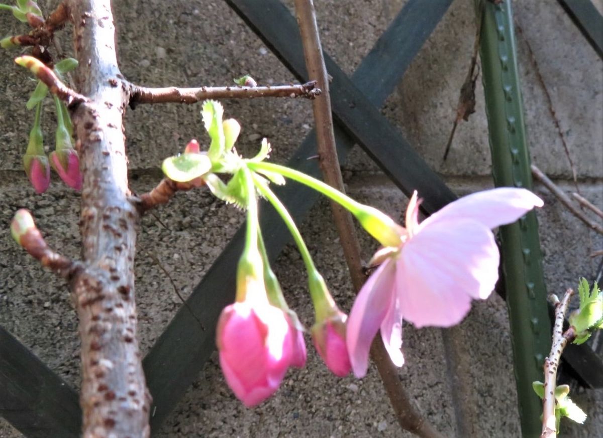 🌸陽光桜(ヨウコウザクラ)の花🌸