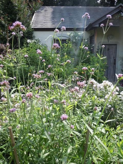 今が満開の宿根草！