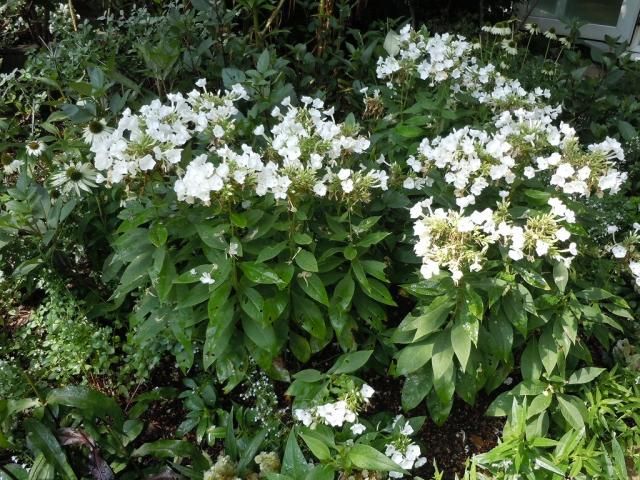 今が満開の宿根草！