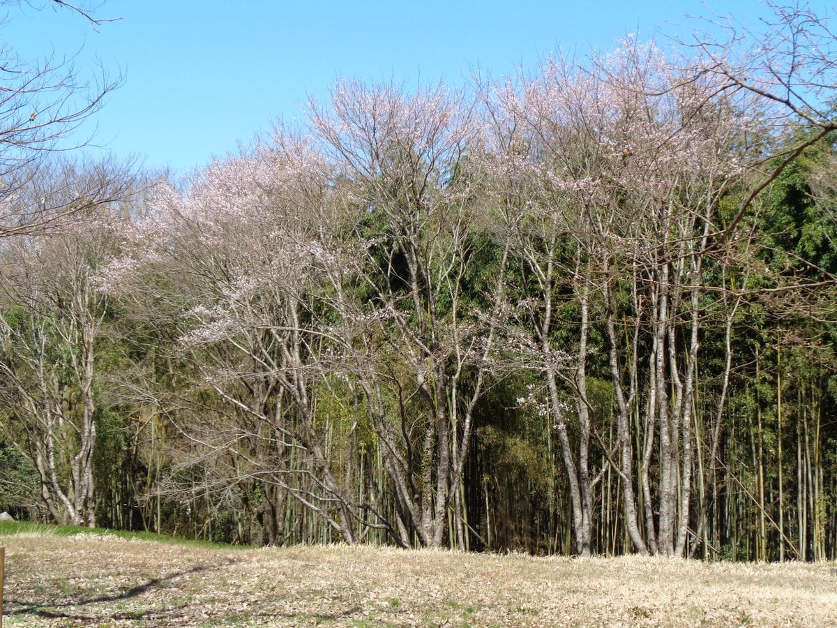 カタクリの群生地