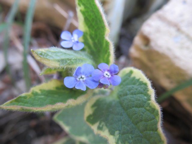 庭の花