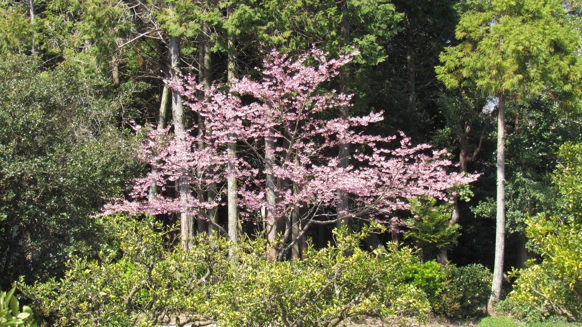 寒緋桜の咲く山道