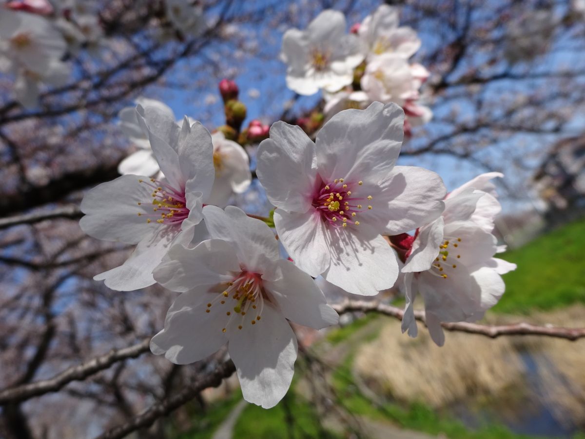 いま桜