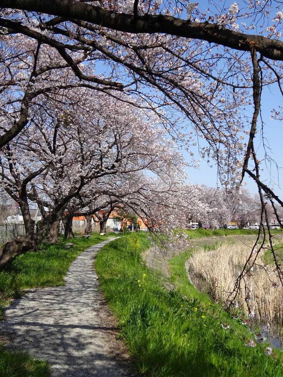 いま桜