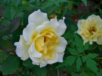 今朝の庭から薔薇３種