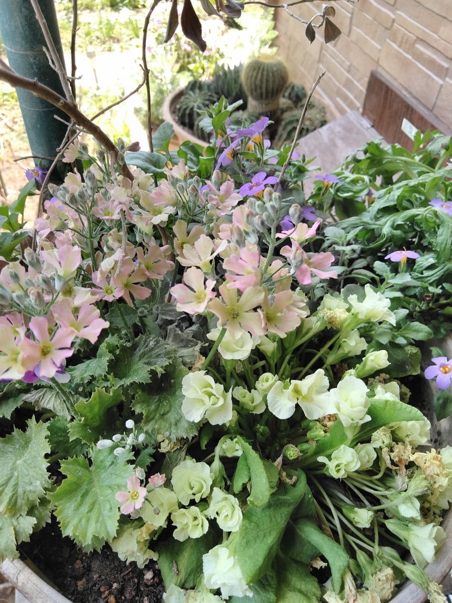 高嶺の花のシンビジューム