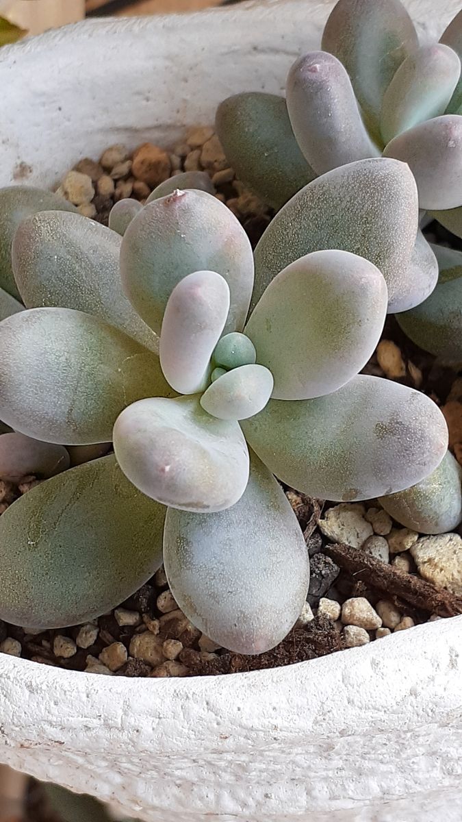 ふくおかルーバルガーデン2～春の🌸💓庭たより…今朝からずーっと雨☔でした。