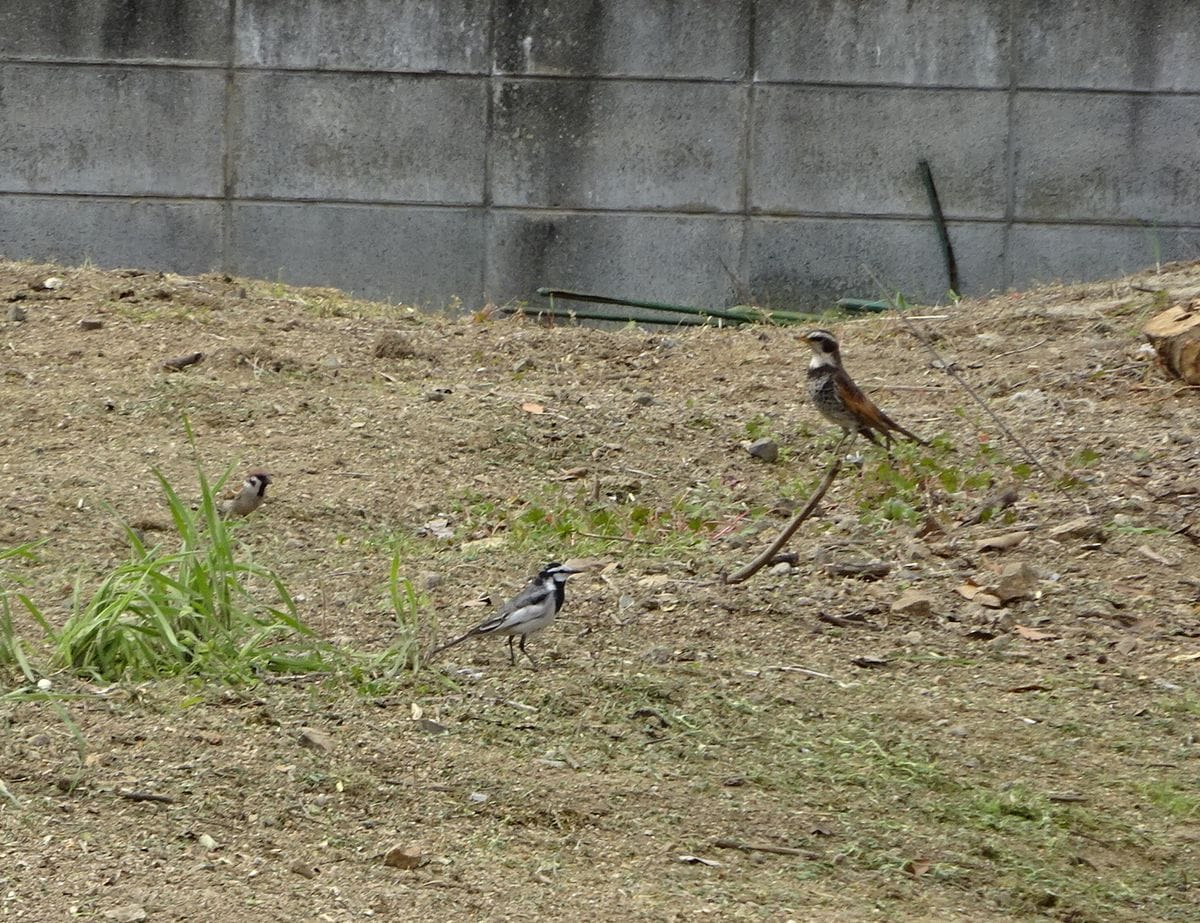 今日も鳥日和　③