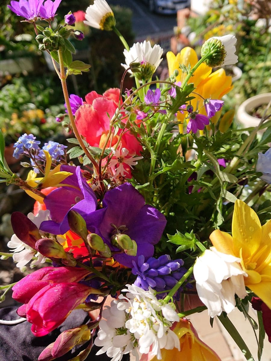 92歳の花友達に初プレゼントした我が家の花です。