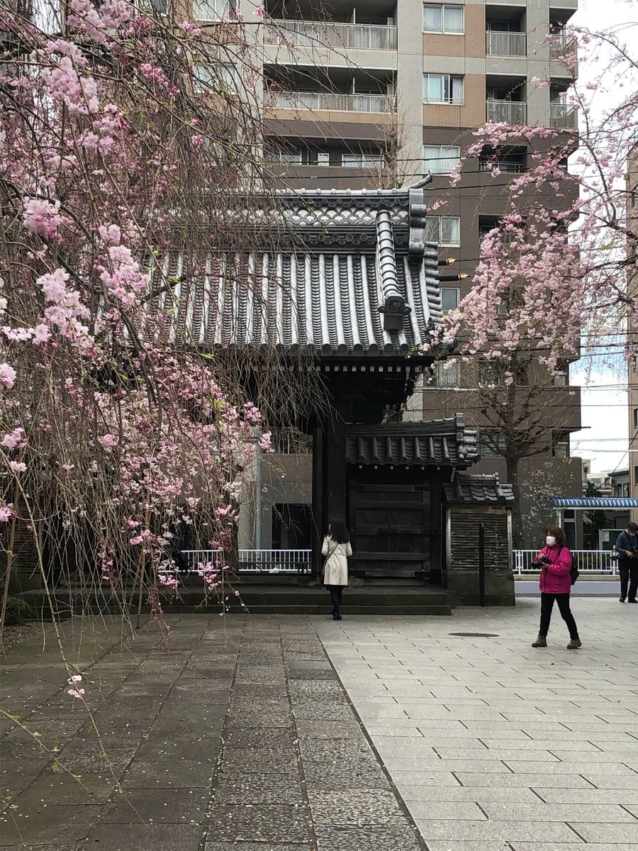 満開の吉祥寺