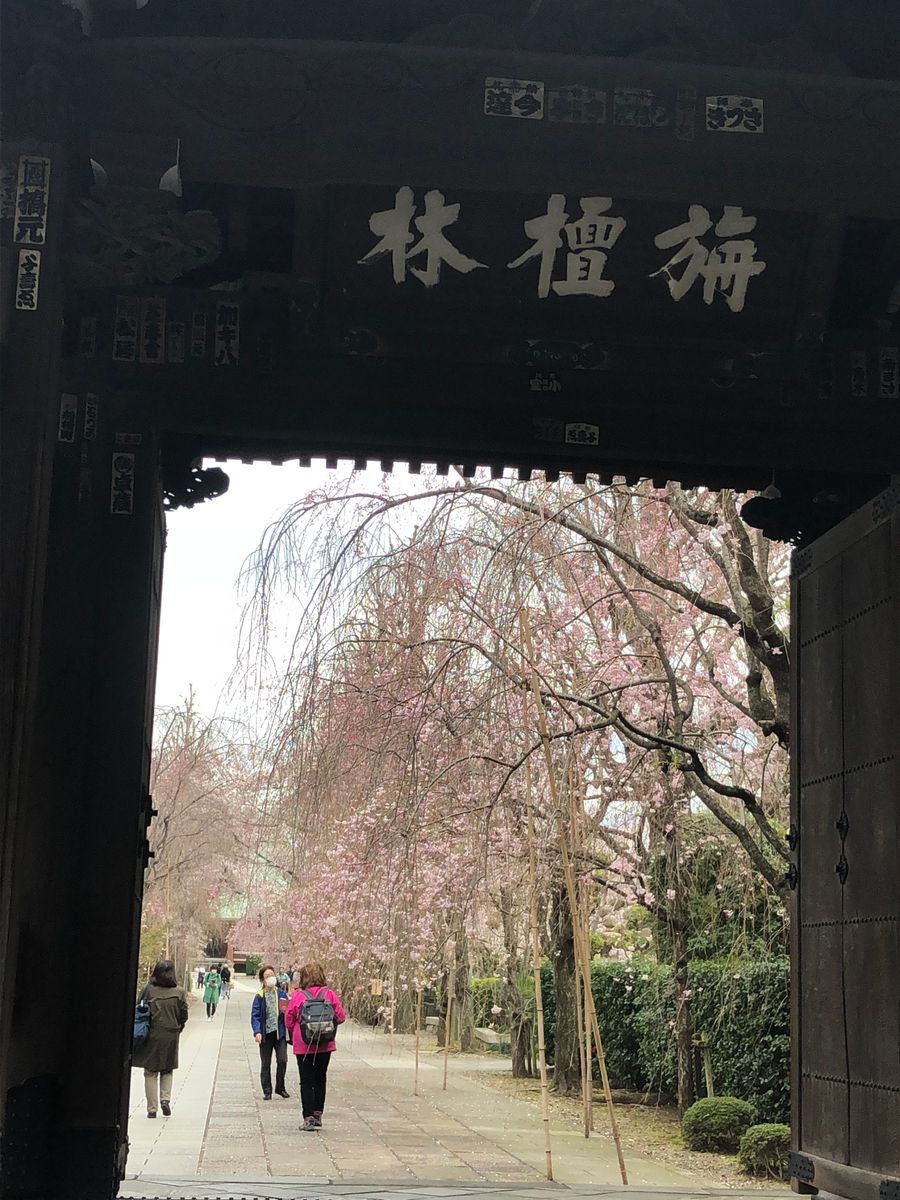 満開の吉祥寺