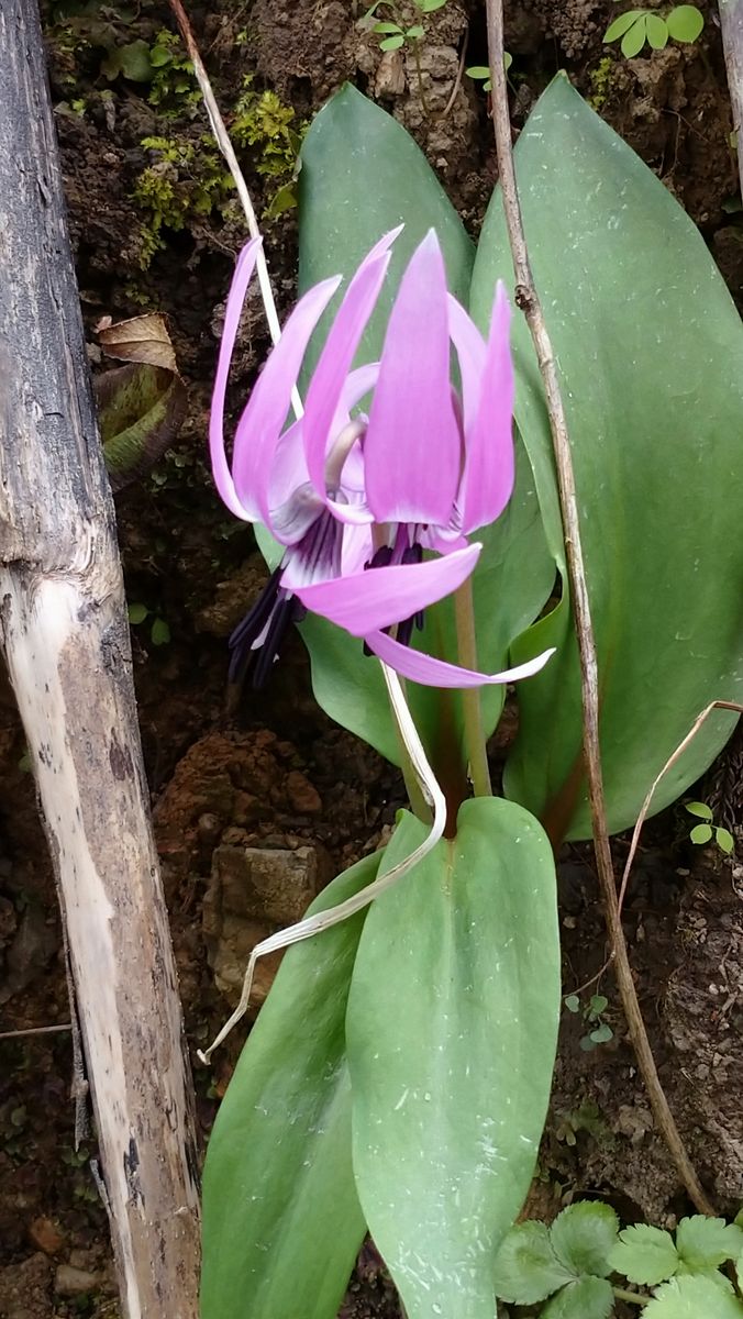 散歩道の野草たち🌺