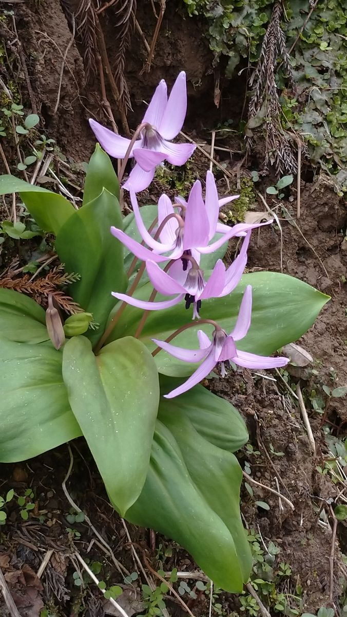 散歩道の野草たち🌺