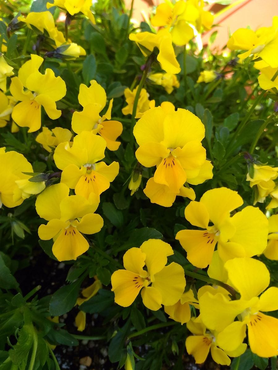 我が家の花🌼黄色編④