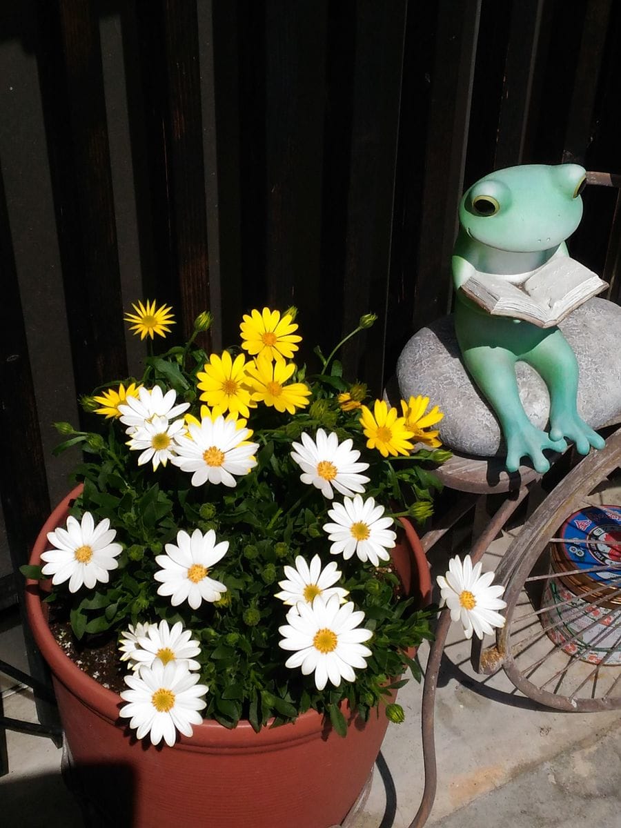 我が家の花🌼黄色編④