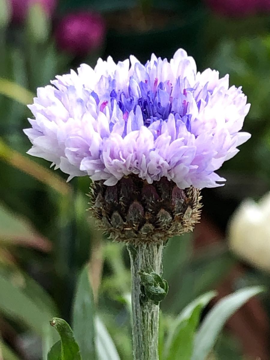 感動の開花🎵