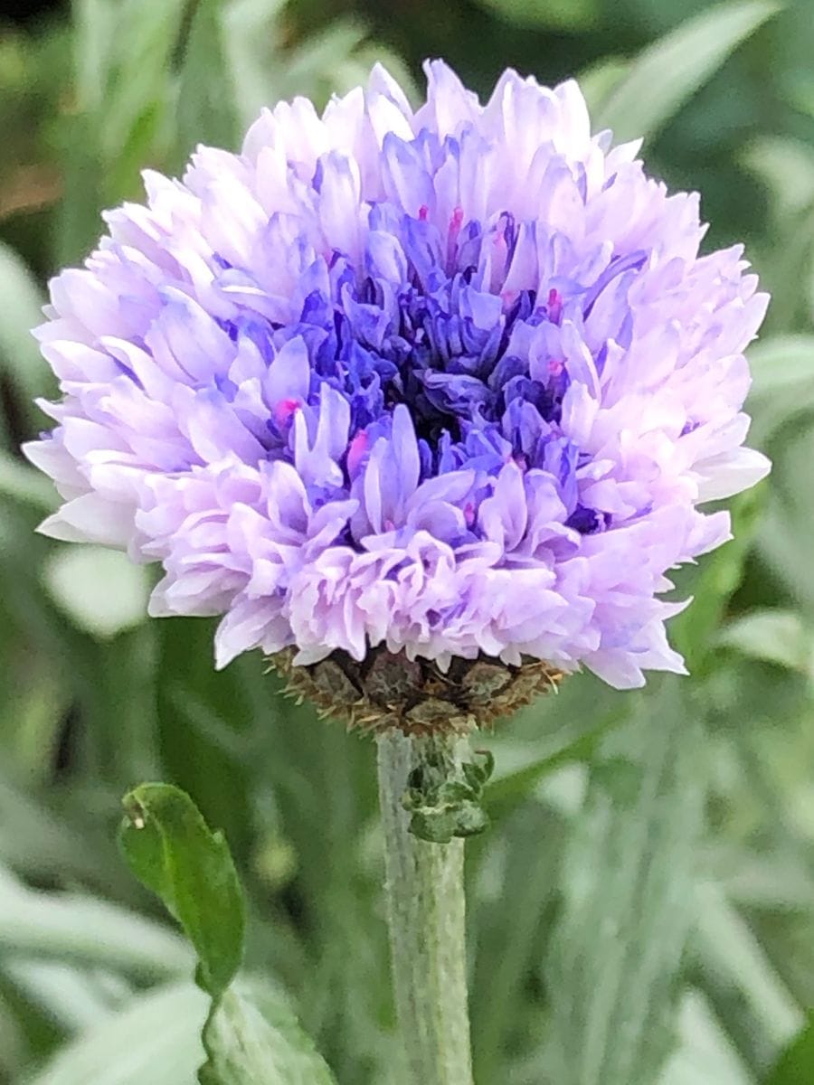 感動の開花🎵