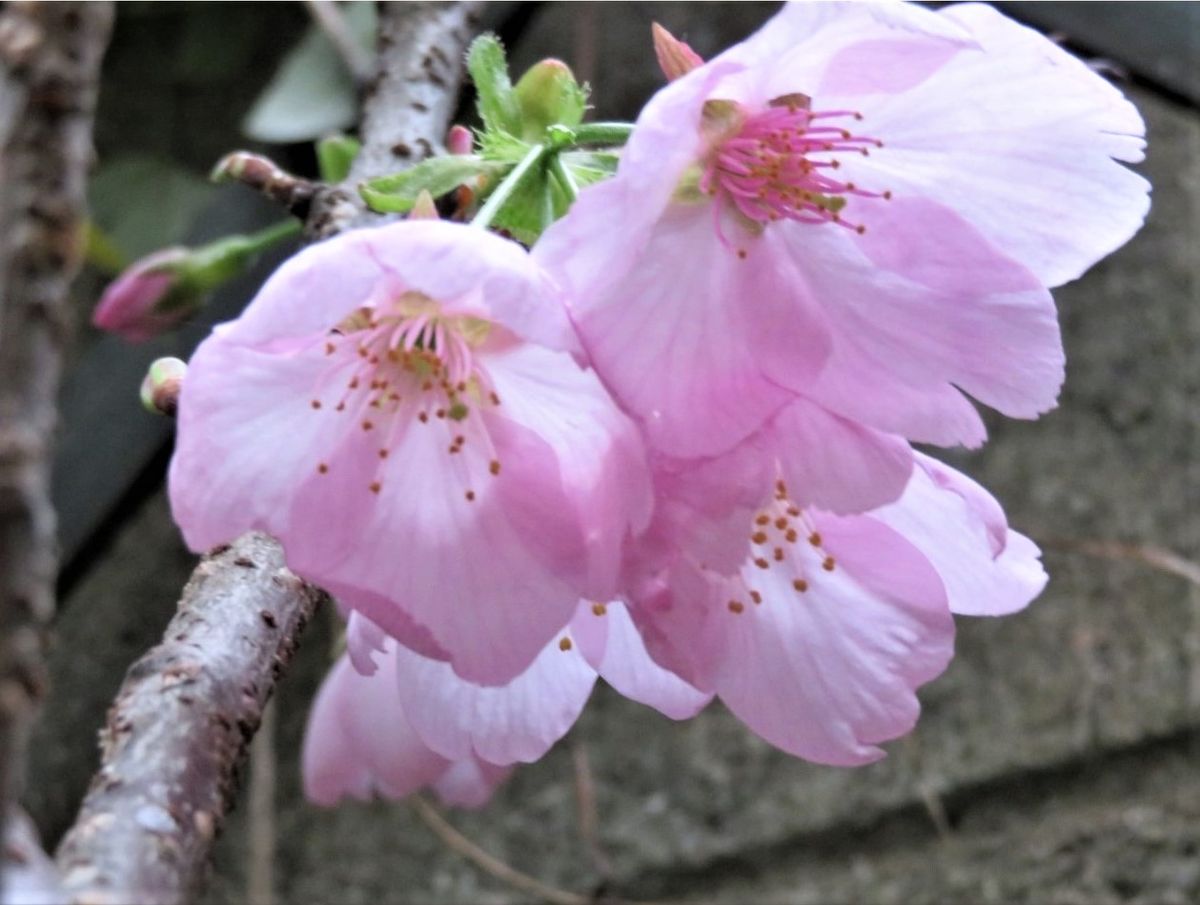 🌻今日の花たち🌻その45