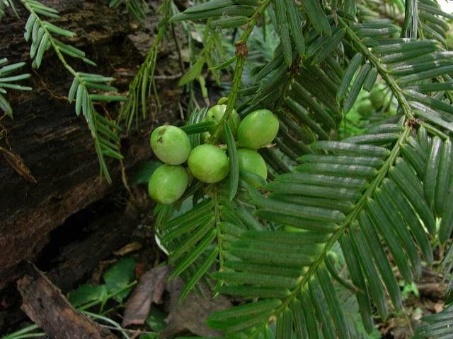 エゾノコンギクなど