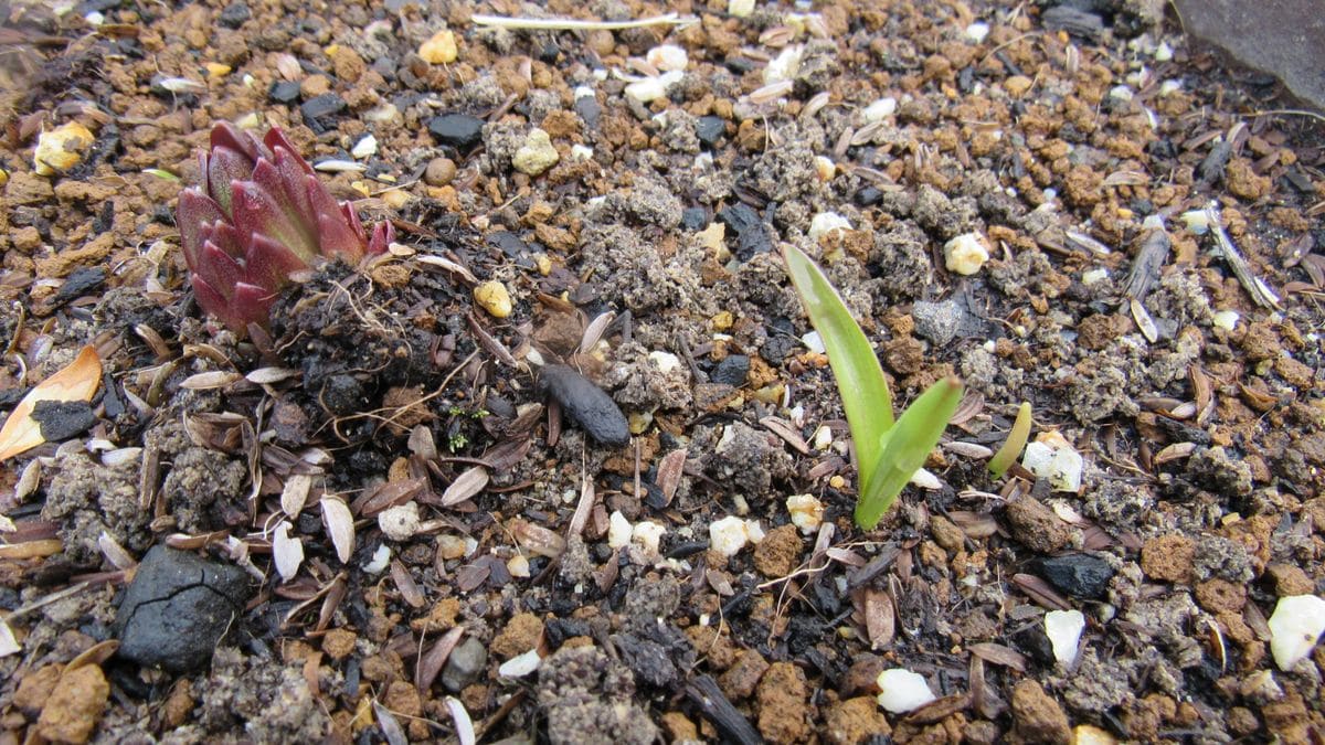 やっと🌱が出たオレンジココット