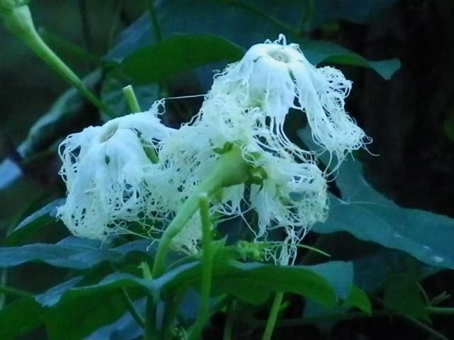 カラスウリの花