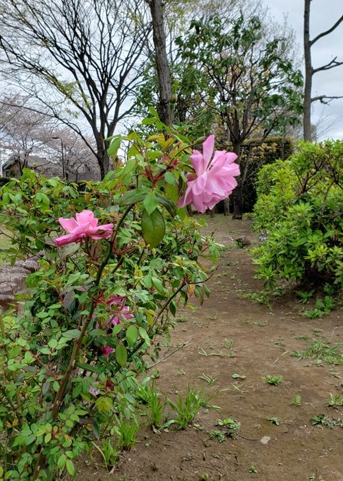 近くでお花見