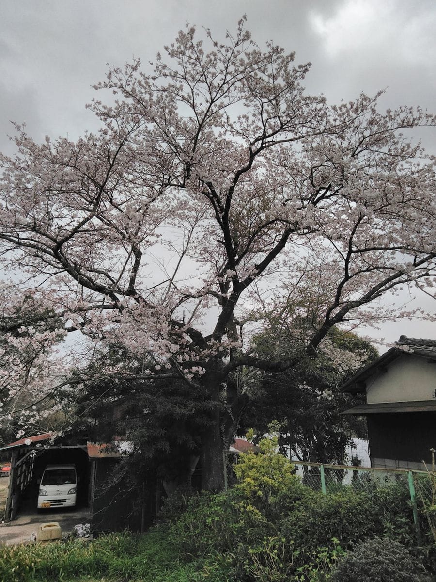 SAKURA咲く 裏庭はまだ  冬の色