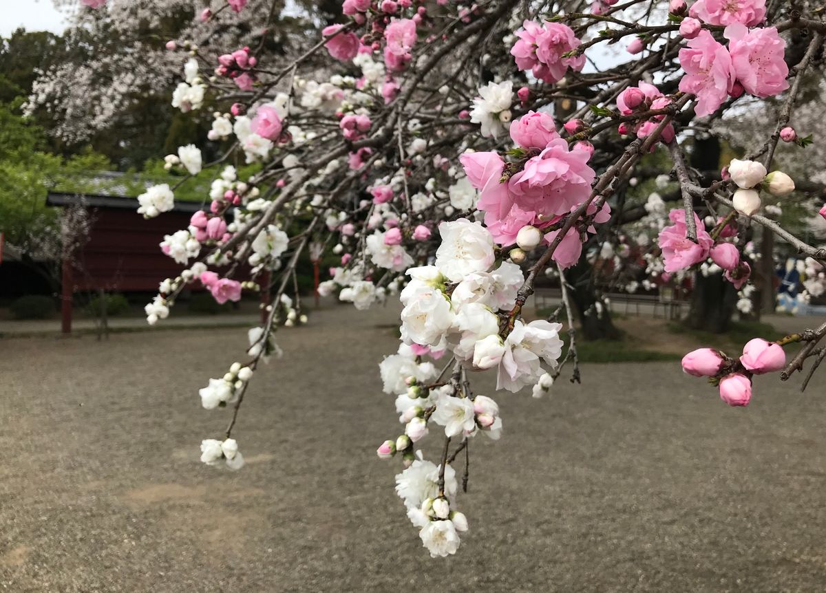 お花見決行〜