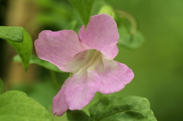 今朝の小さな花