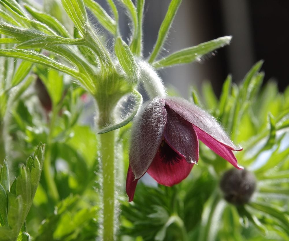 オキナグサの開花が始まりました。