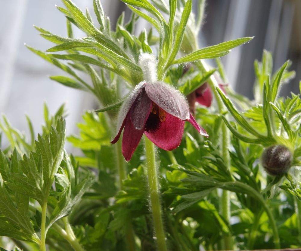 オキナグサの開花が始まりました。