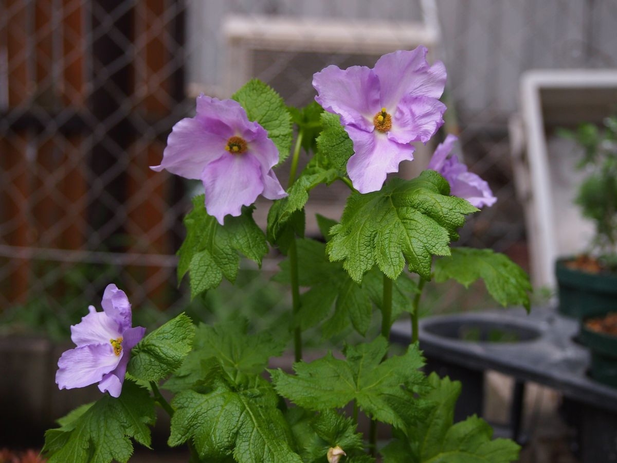 今年は4花で終わりそうです