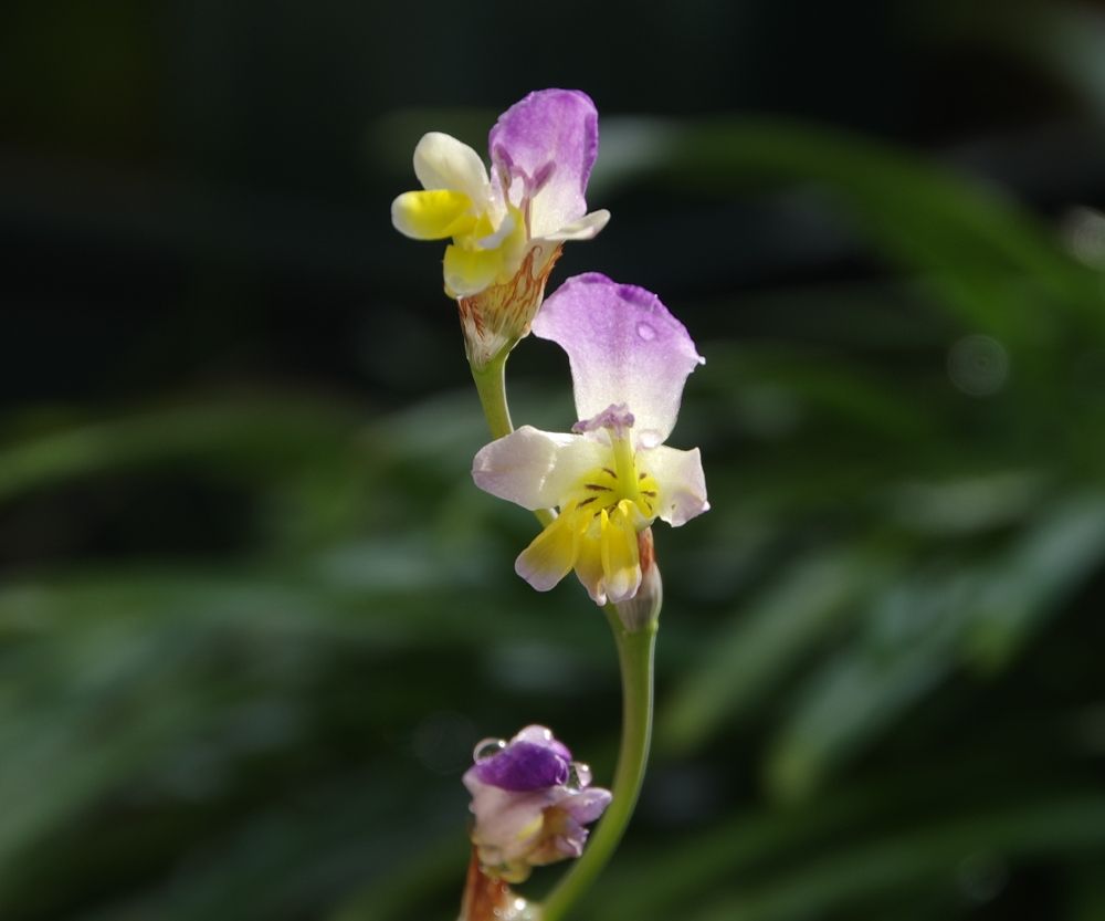 頂き物が開花（スパラキシス　ビローサ）