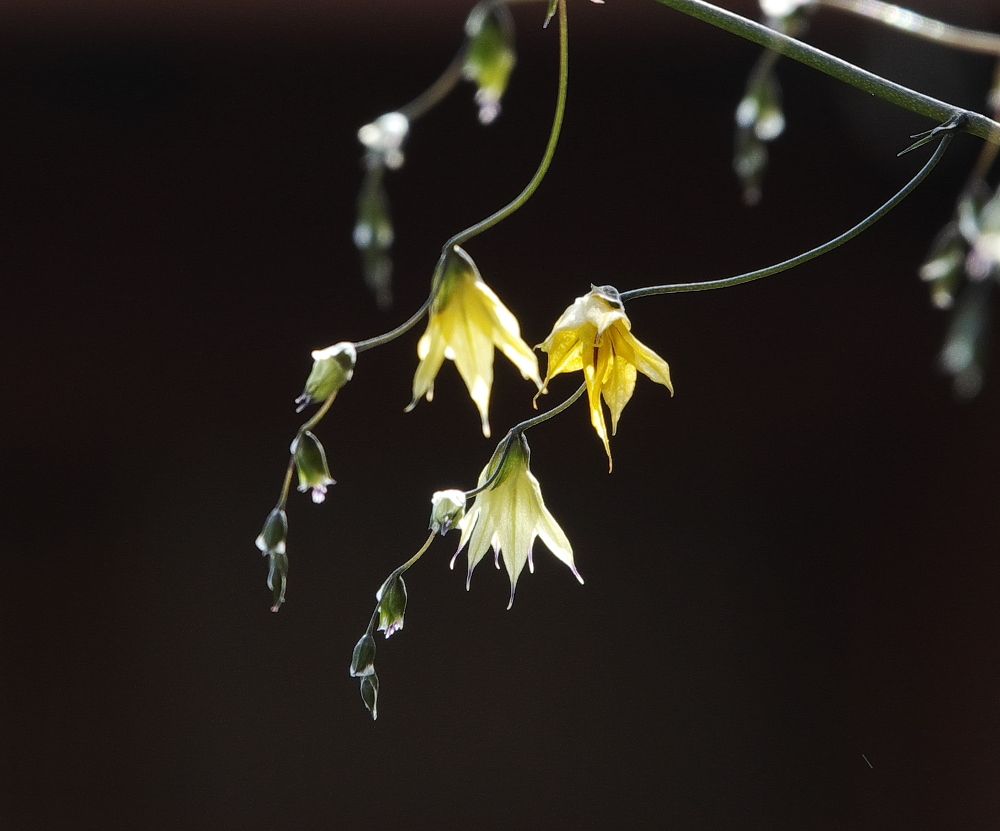 頂き物が開花②（メラスフェルラ　ラモサ）