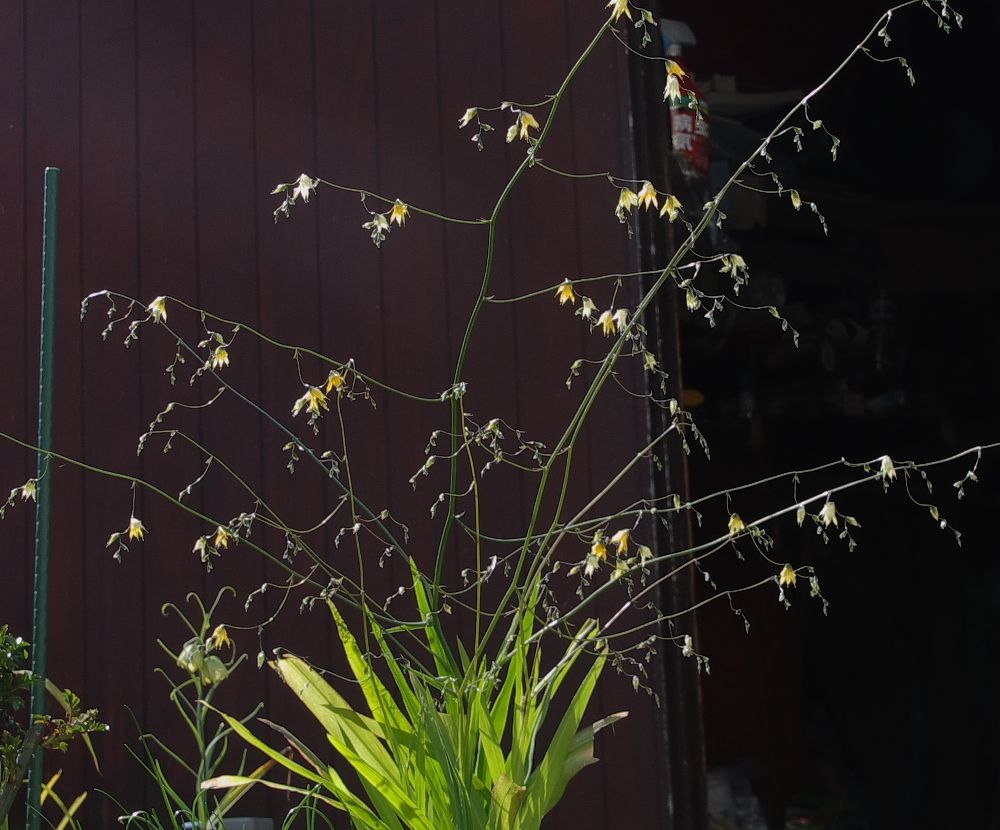 頂き物が開花②（メラスフェルラ　ラモサ）