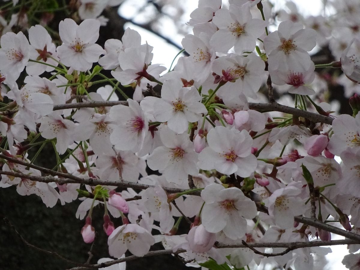 桜流し