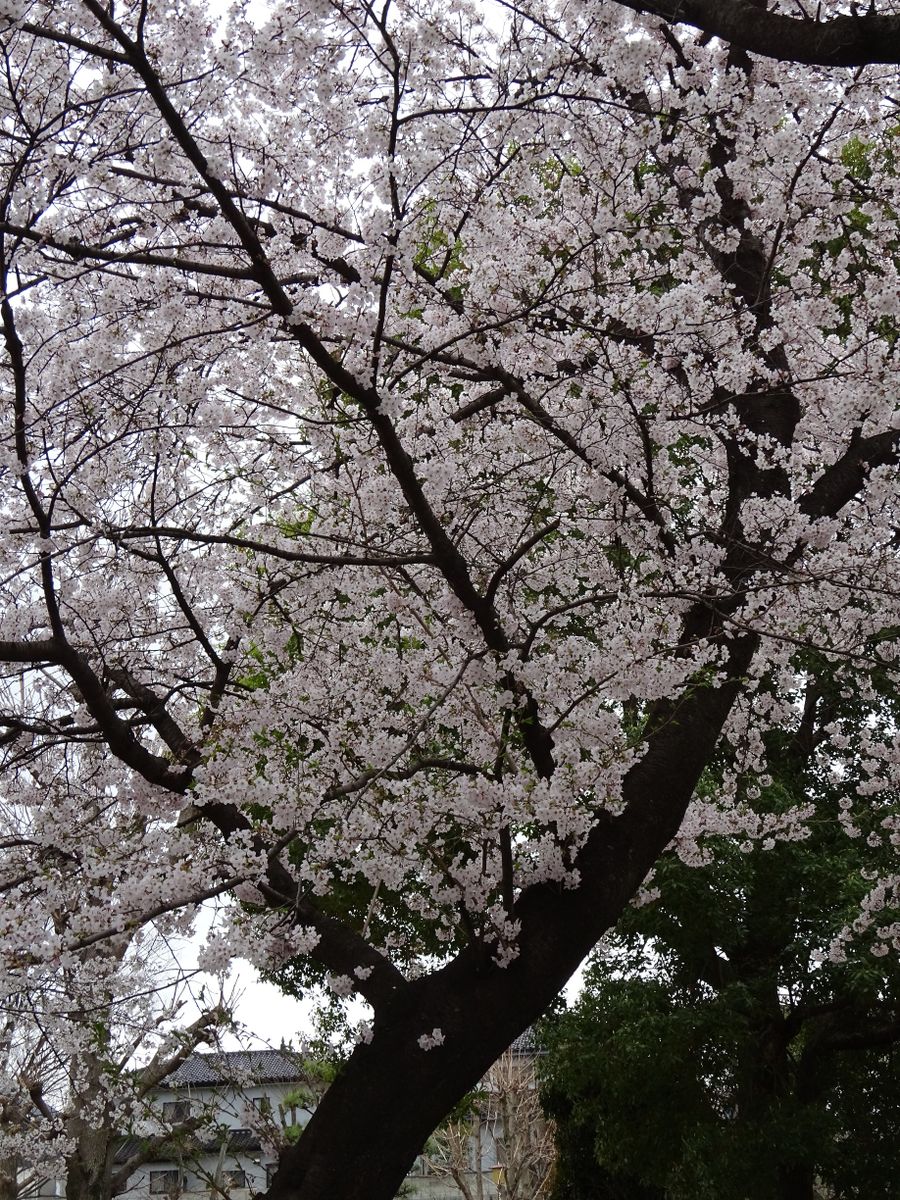 桜流し