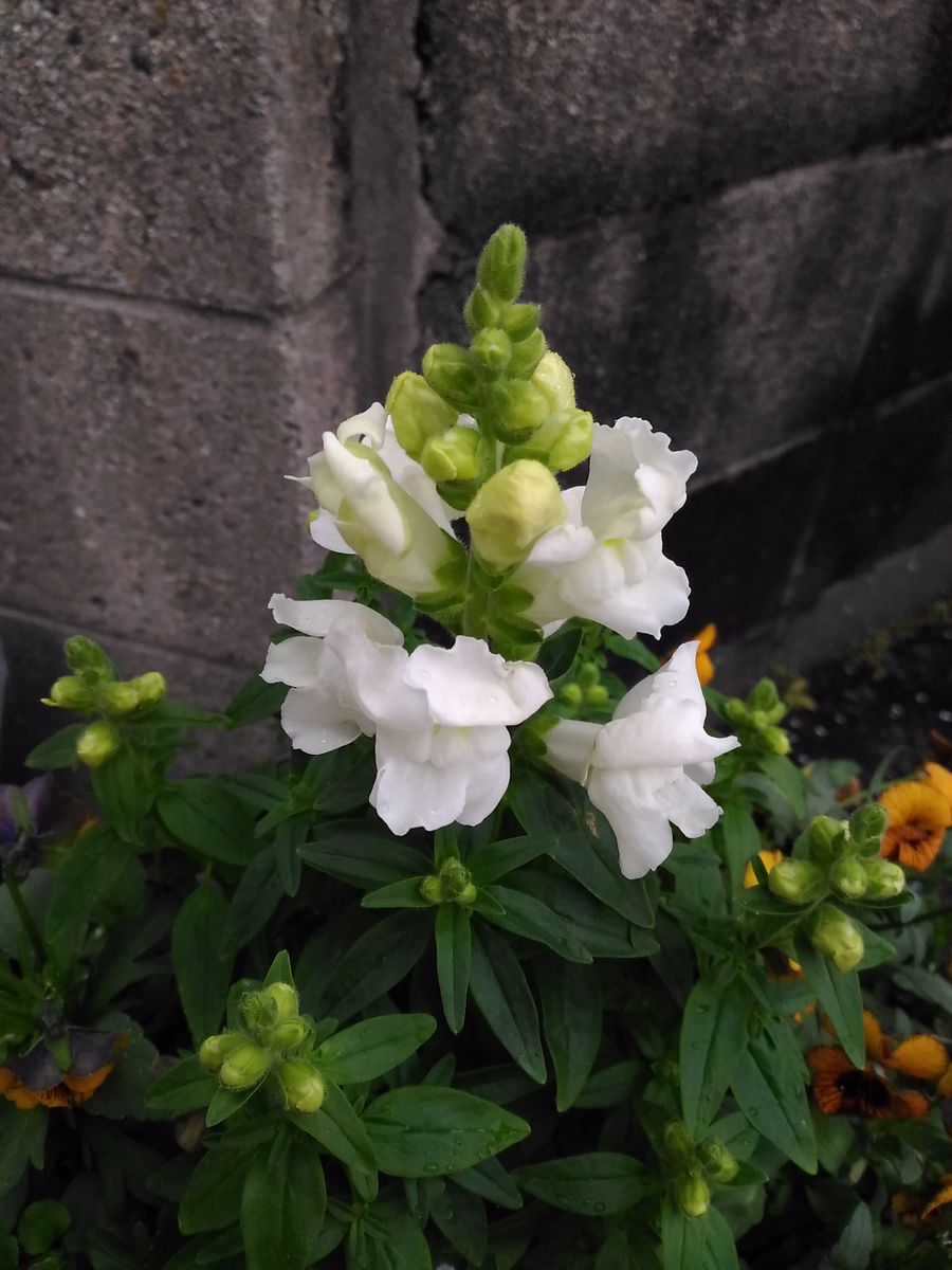 我が家の花🌼白色編②