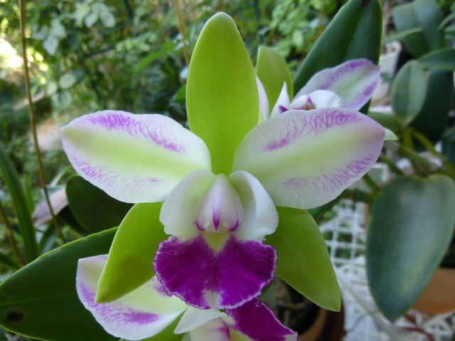 Rlc.(Blc.)Yen Corona ‘Little Spirit’