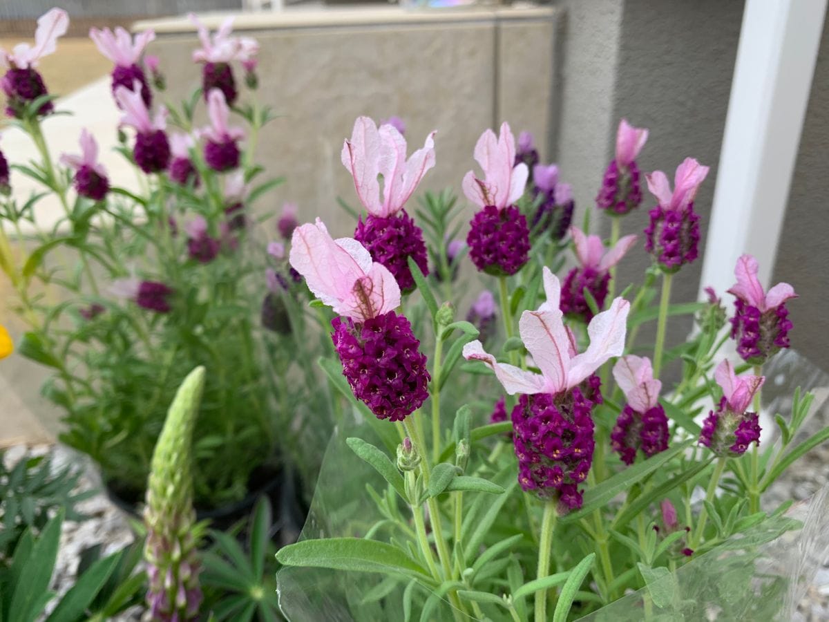 お花買っちゃった🌼